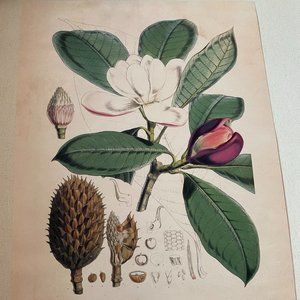 Magnolia Print 11x14